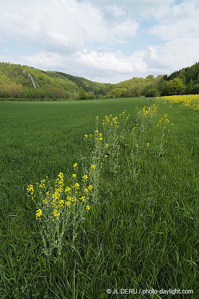 agriculture